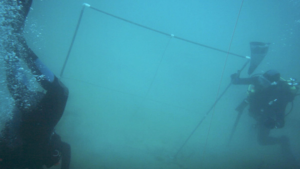 Divers position the first grid on the Fiery Dragon site.